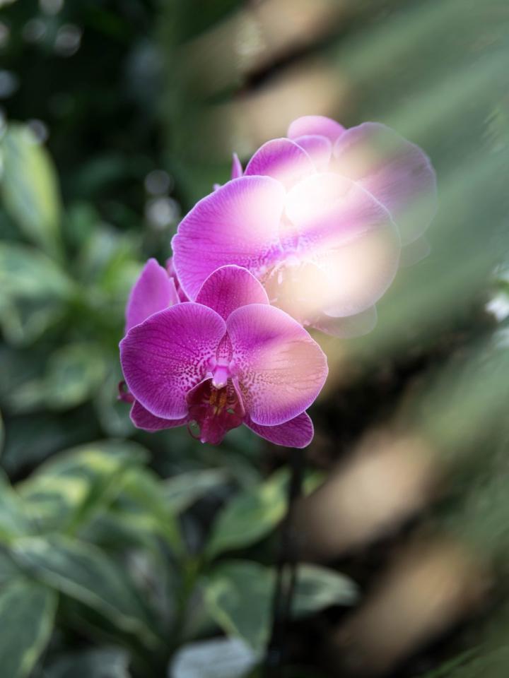 Dompel je onder in het groen in de Orchid Room | Mooiwatplantendoen.nl