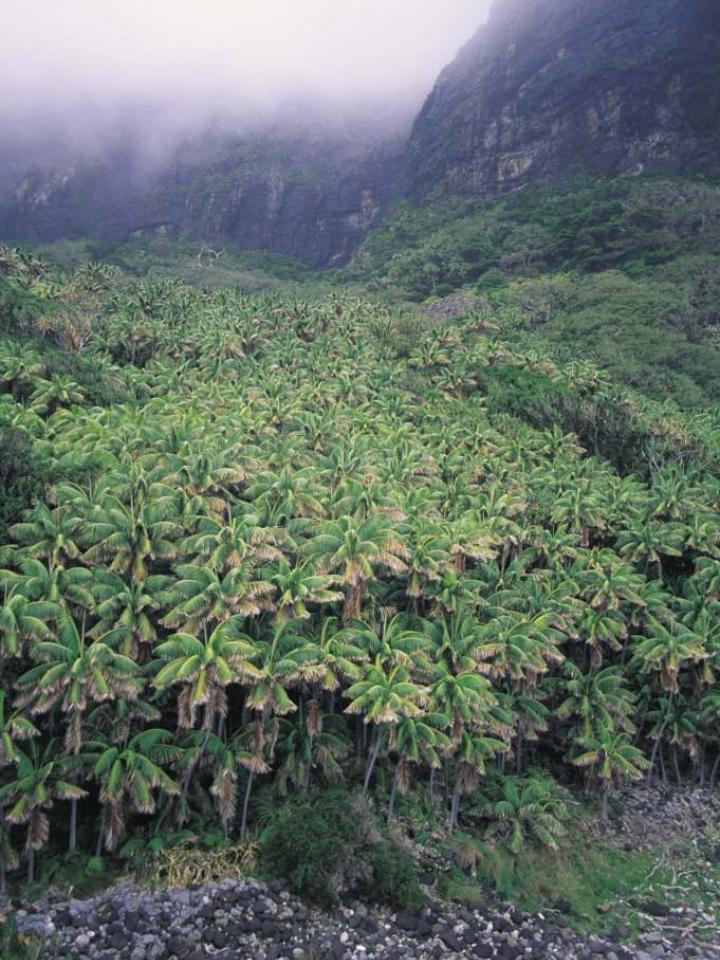 Die Kentia-Palme auf der Lord Howe-Insel.