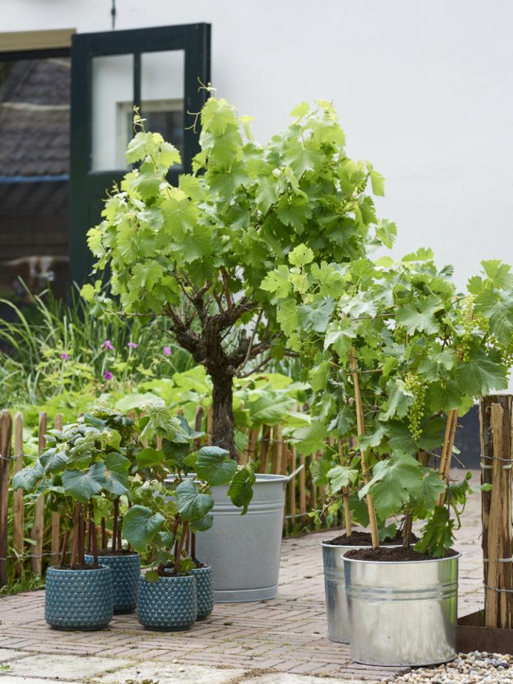 Rijpen Overlappen loyaliteit Druif | Mooi wat planten doen