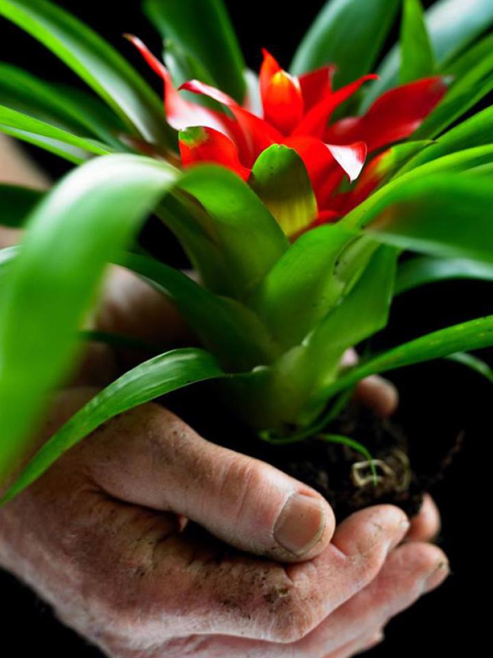 Kweek je eigen bromelia