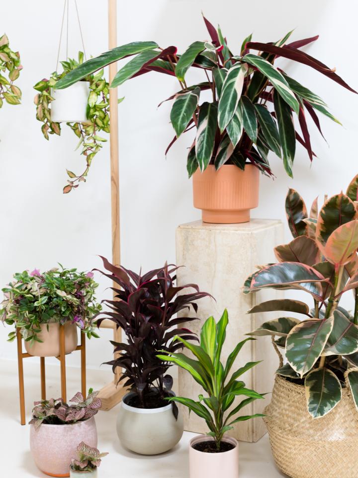 Aan de slag met Plant Design | mooiwatplantendoen.nl