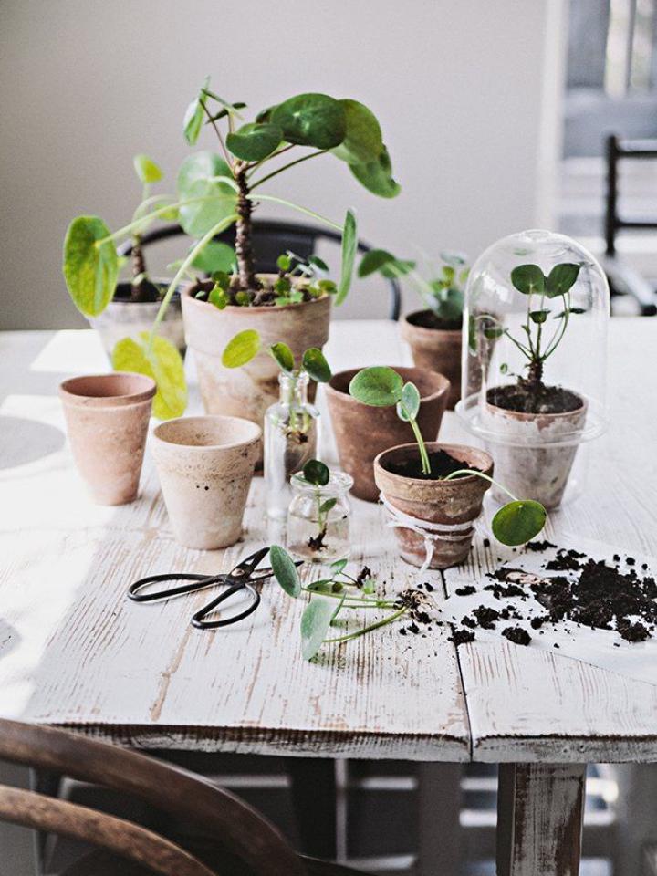 Schaar Om toevlucht te zoeken Verdorie Afscheid nemen van je plant? | Mooi wat planten doen