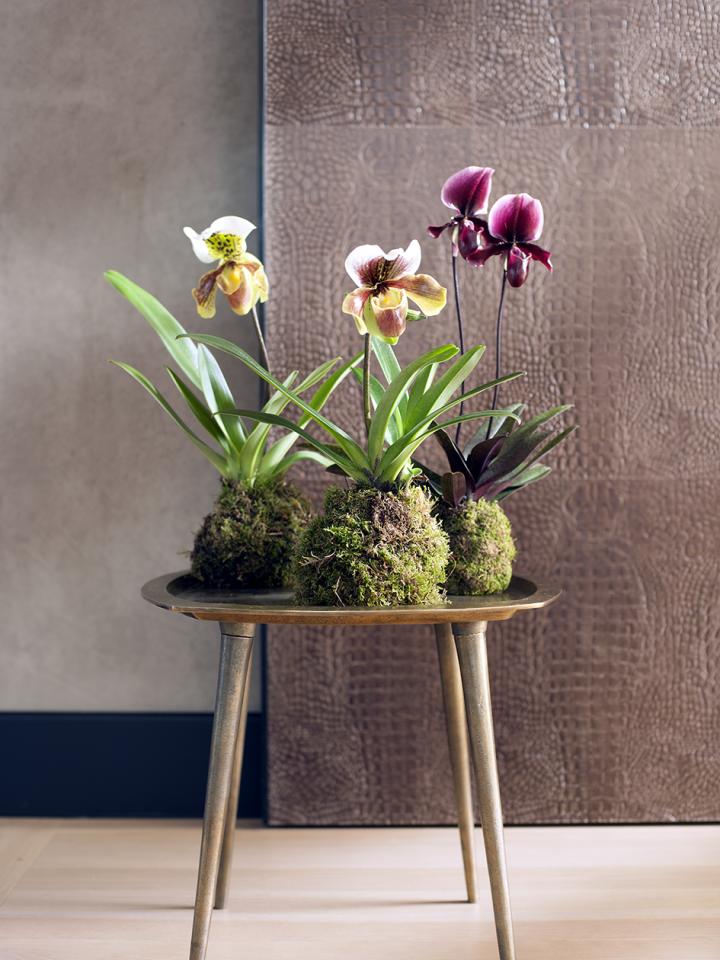 Orchideeën DIY Mooiwatplantendoen.nl