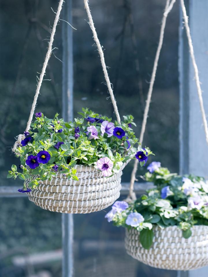 Zonder hoofd Toestemming Identificeren Doorbloeiers: een hele zomer lang bloemen in de tuin | Mooi wat planten doen