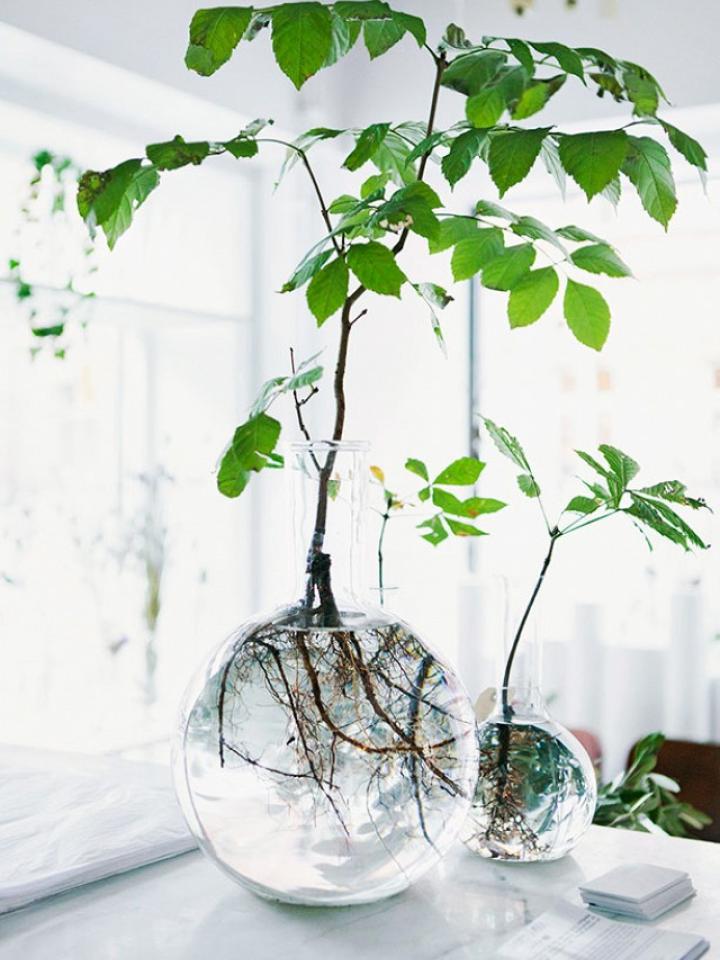 Planten in water en glas - Mooiwatplantendoen.nl