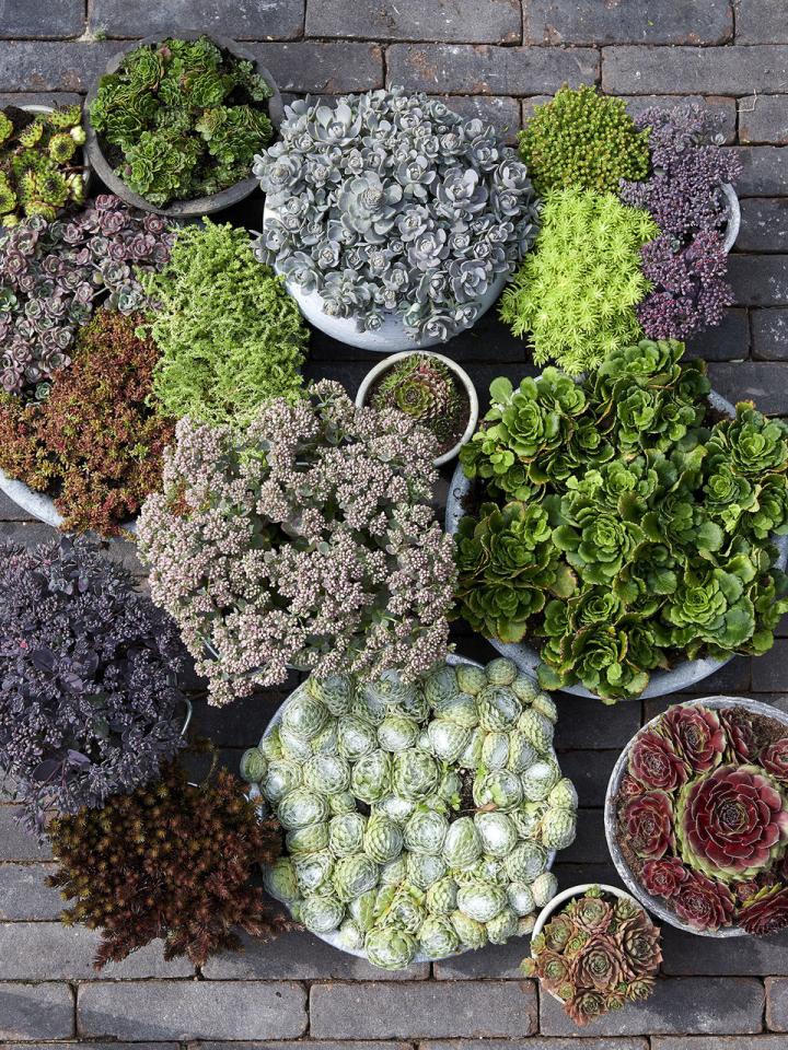 roof planting thejoyofplants.co.uk roof planting thejoyofplants.co.uk