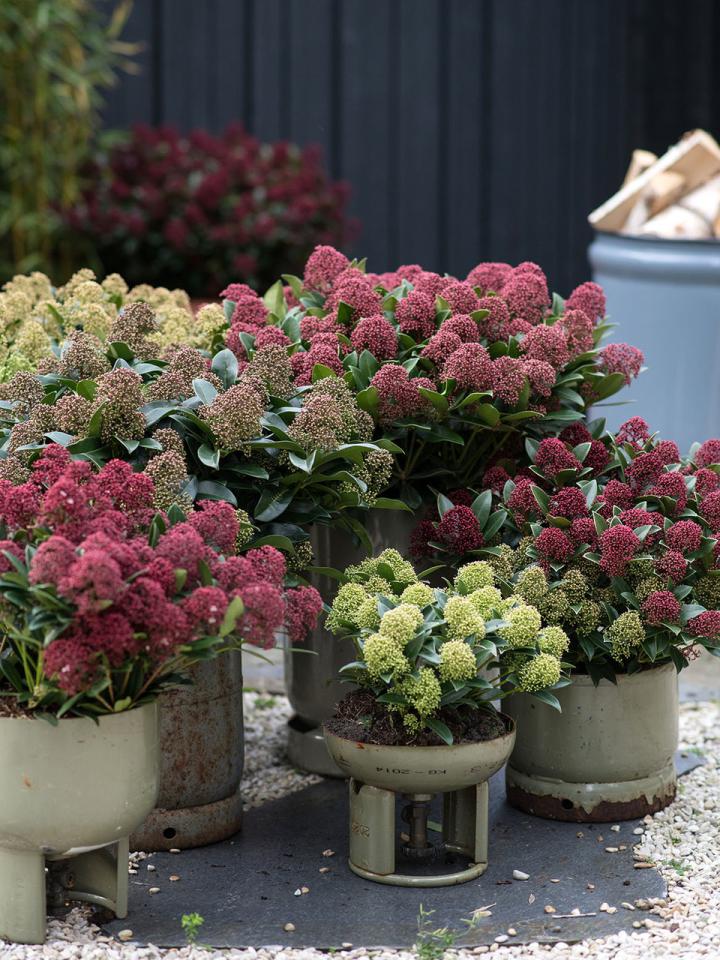 Skimmia Mooiwatplantendoen.nl Skimmia Mooiwatplantendoen.nl