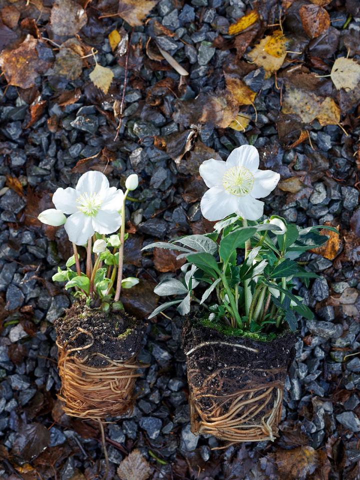 Kerstroos mooiwatplantendoen.nl Kerstroos Mooiwaplantendoen.nl