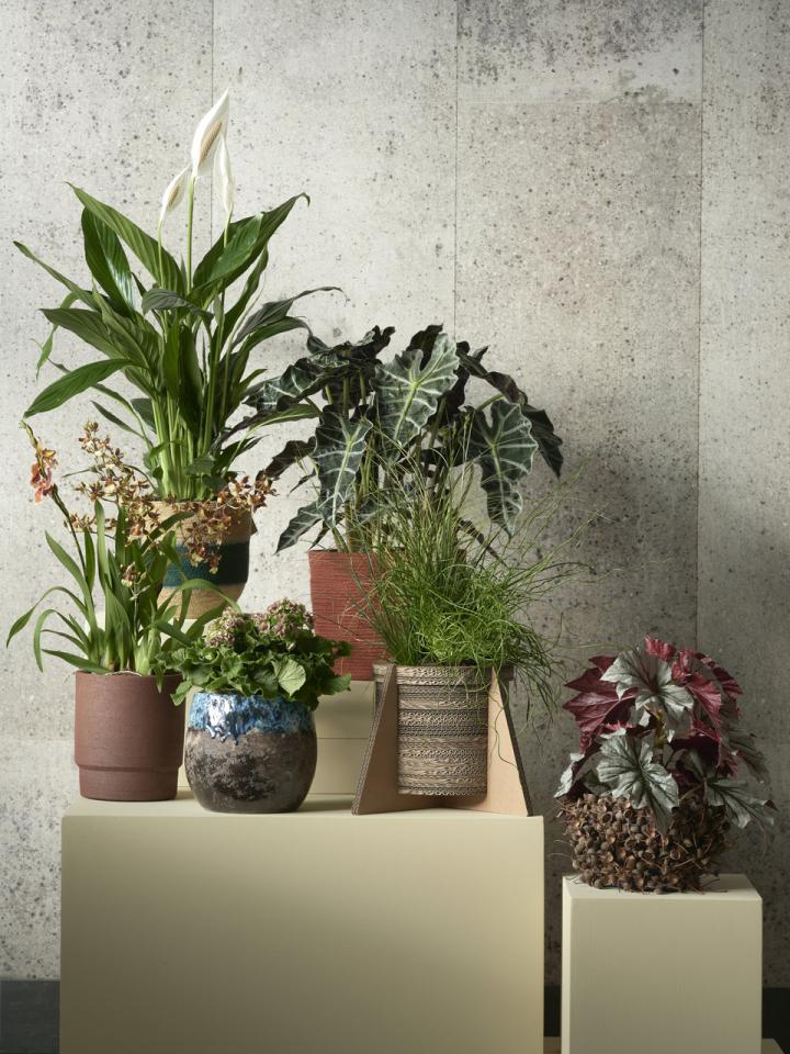 Trend Collectie 2021 Planten | mooiwatplantendoen.nl