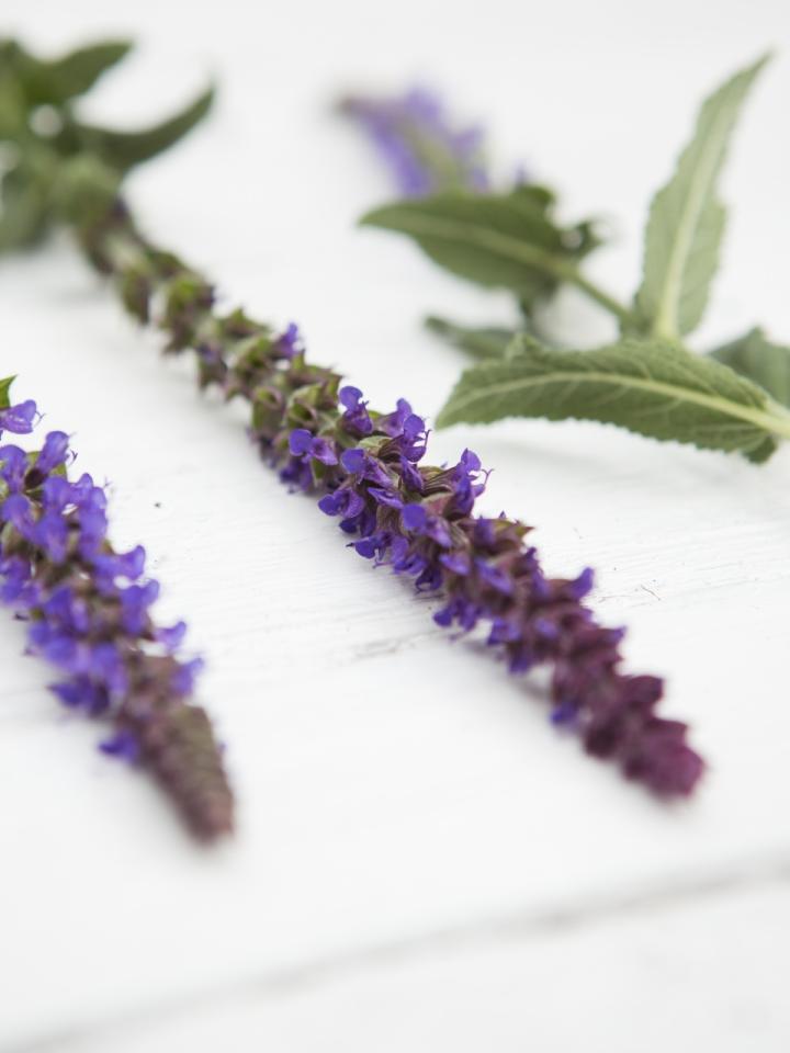 Sage Thejoyofplants.co.uk Sage Thejoyofplants.co.uk