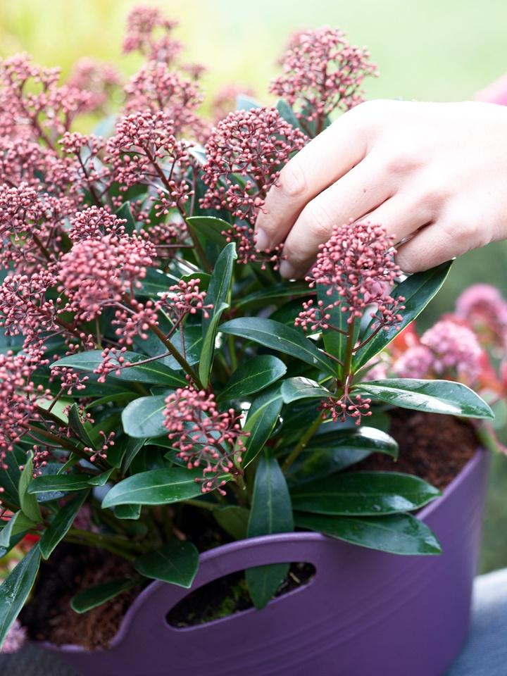 Skimmia Tuinplant van de Maand September - mooiwatplantendoen.nl