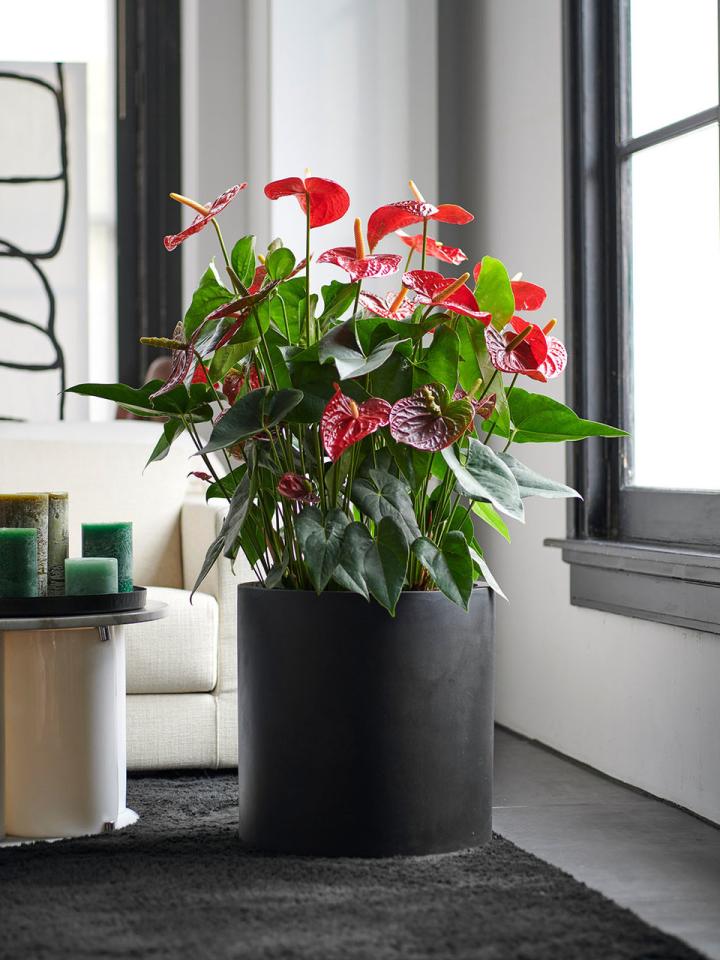 Woonplant van de maand Anthurium Mooiwatplantendoen.nl Woonplant van de maand Anthurium Mooiwatplantendoen.nl