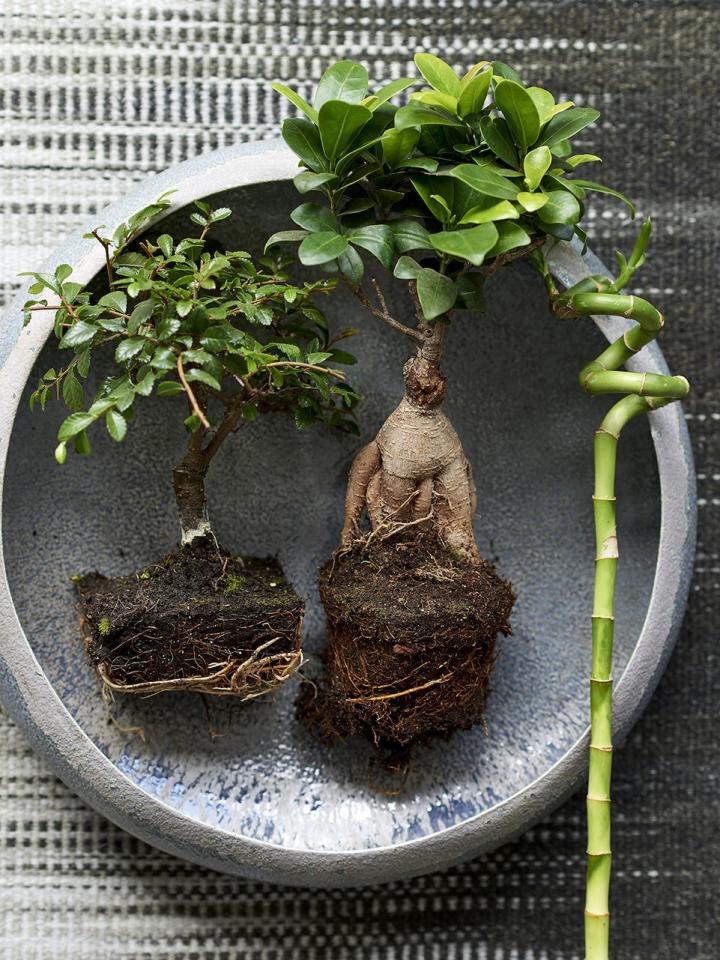 Woonplant van de maand Zenplanten Mooiwatplantendoen.nl Woonplant van de maand Zenplanten Mooiwatplantendoen.nl