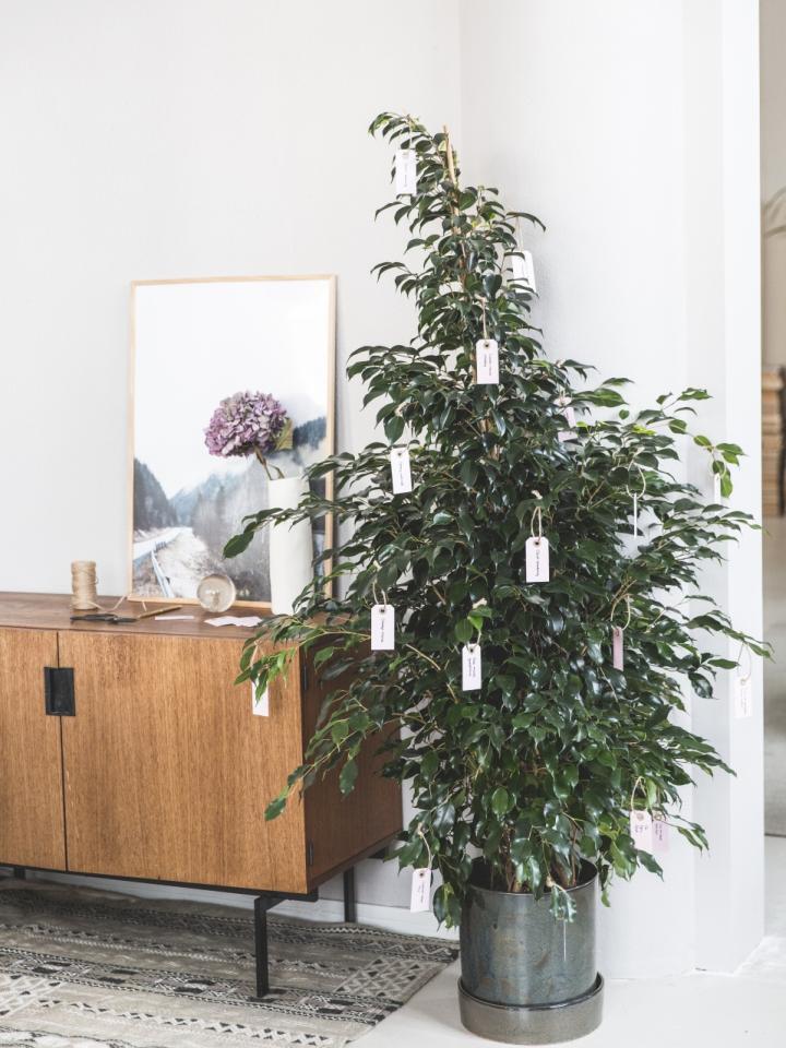Plant met goede voornemens