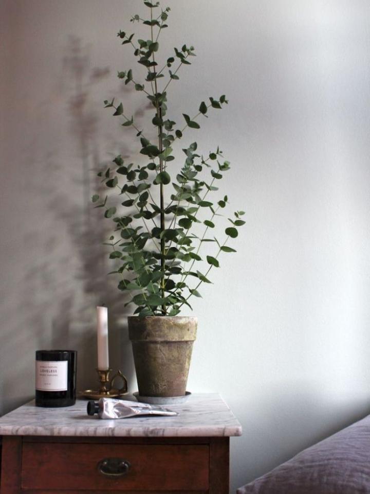 Eucalyptus: stille kracht in een coole plant Eucalyptus: stille kracht in een coole plant Mooiwatplantendoen.nl