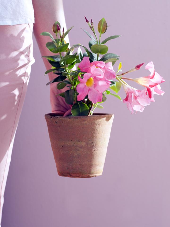 Mandevilla is de Tuinplant van Mei Mooiwatplantendoen.nl