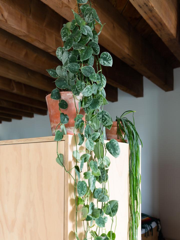 Het is de bedoeling dat Hoge blootstelling maniac Plant Design voor de kleinere ruimtes in huis | Mooi wat planten doen