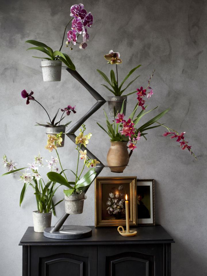 Orchid Twister van Francois Hannes