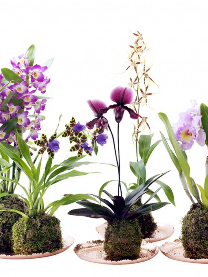 Orchideeën Mooiwatplantendoen.nl 