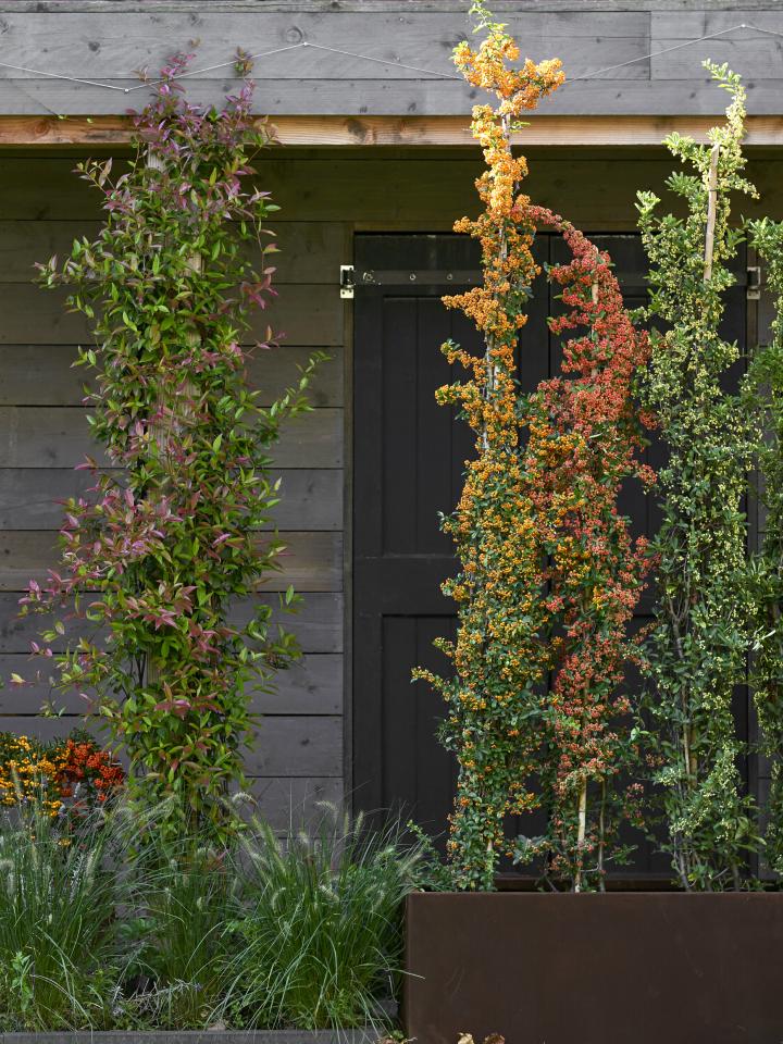 het beleid Tapijt Krachtig Verstop je muur, verwelkom deze groene klimmers | Mooi wat planten doen