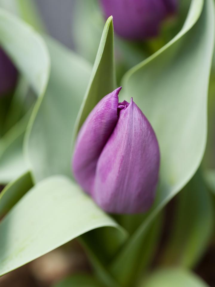 Tulpen