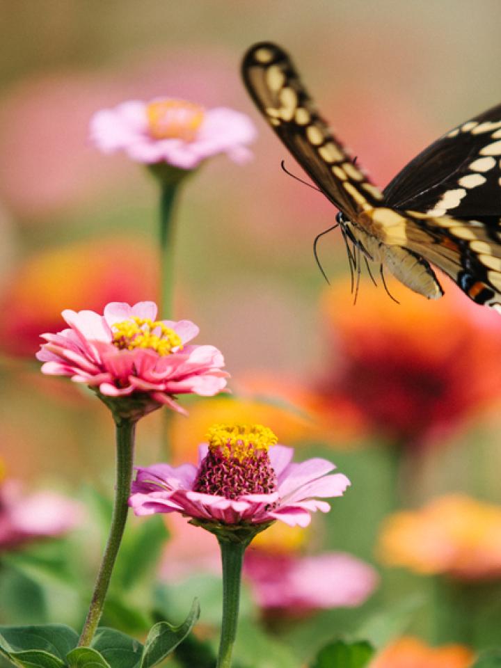 Vlinders in de tuin Mooiwatplantendoen.nl