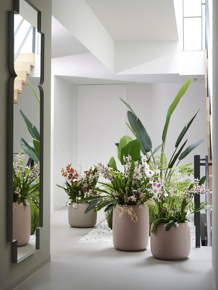 Creëer een orchideeënjungle | Mooiwatplantendoen.nl