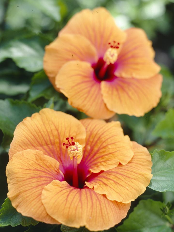 De Hibiscus is als een exotische vakantieliefde met een kleurrijk hart