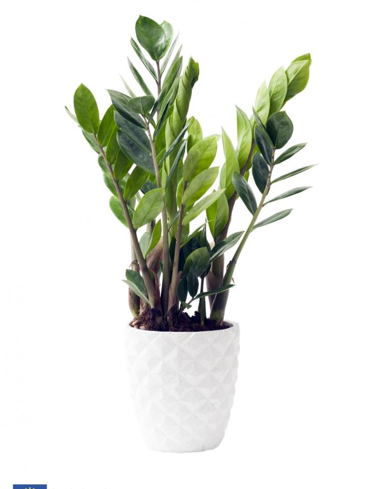 Zamioculcas Woonplant van de maand juni Mooiwatplantendoen.nl