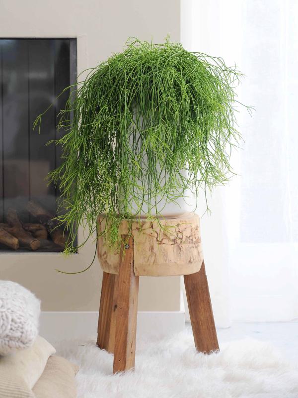 Rhipsalis Rhipsalis_mooiwatplantendoen
