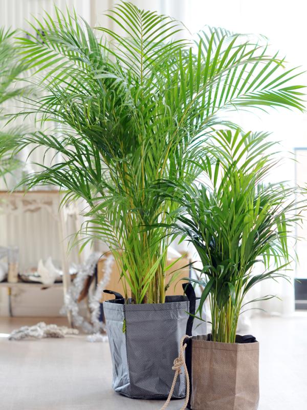 Vaderdag - Areca palm winactie Fleurdirect.nl Mooiwatplantendoen.nl