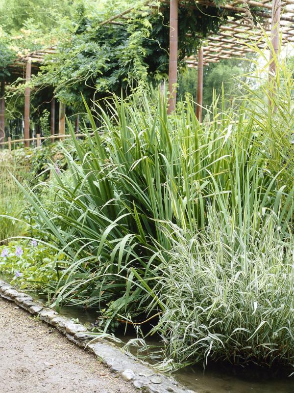 Bamboe Mooiwatplantendoen.nl