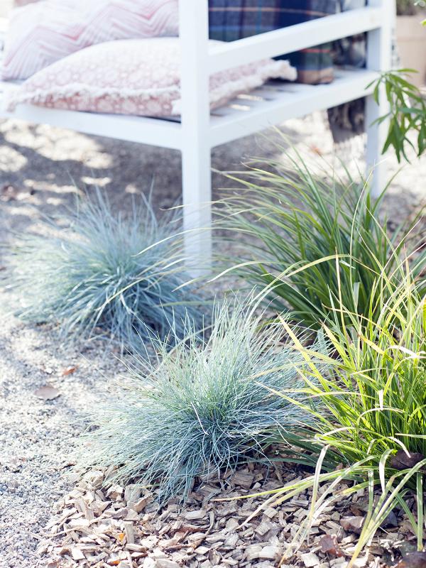 Blue Fescue Thejoyofplants.co.uk