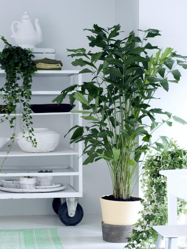 Caryota - Mooiwatplantendoen.nl