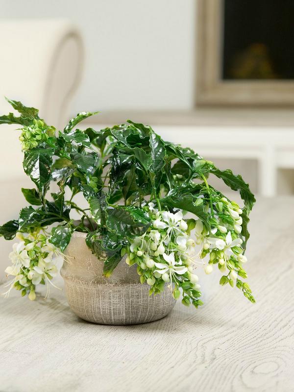 Clerodendrum Prospero shoot 2016 Mooiwatplantendoen