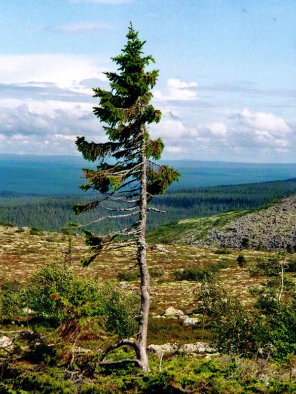 Spar Oudste boom Mooiwatplantendoen.nl