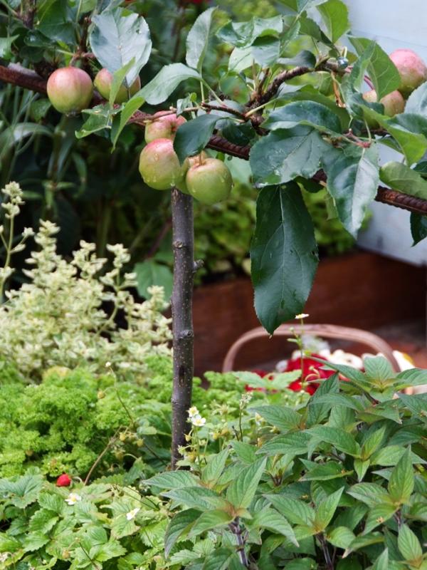 Fruitboom - Mooiwatplantendoen.nl