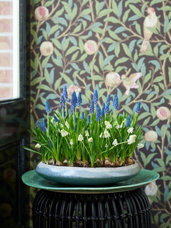Blauw druifje Mooiwatplantendoen.nl