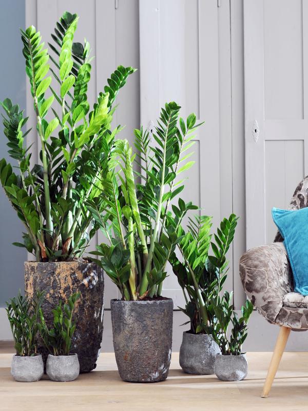 de perfecte pot voor je plant mooi wat planten doen
