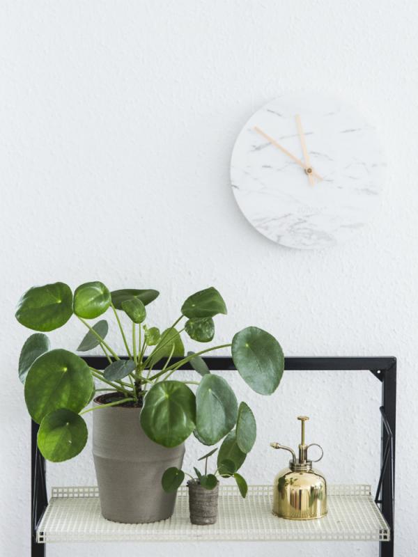 Pannenkoekplant Pilea peperomioides Mooiwatplantendoen.nl