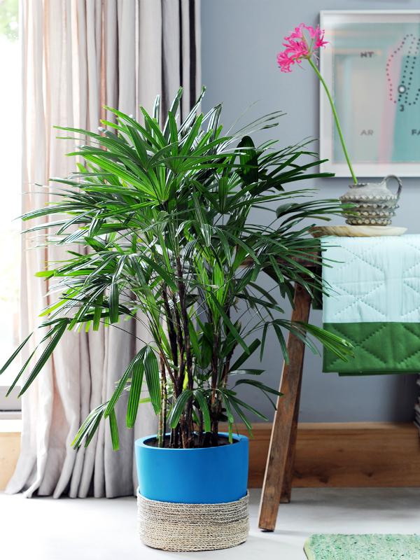 Rhapis - Mooiwatplantendoen.nl