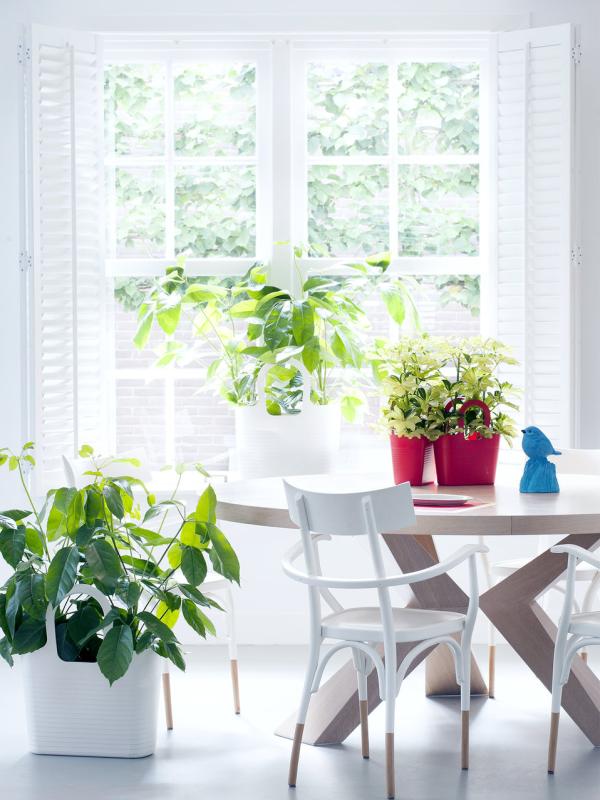 Schefflera Mooiwatplantendoen.nl