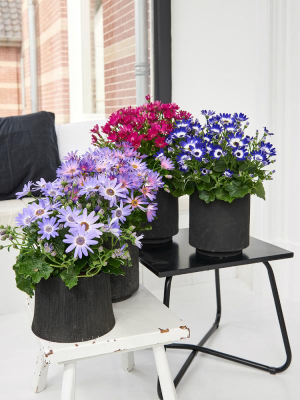 Asbloem Mooiwatplantendoen.nl
