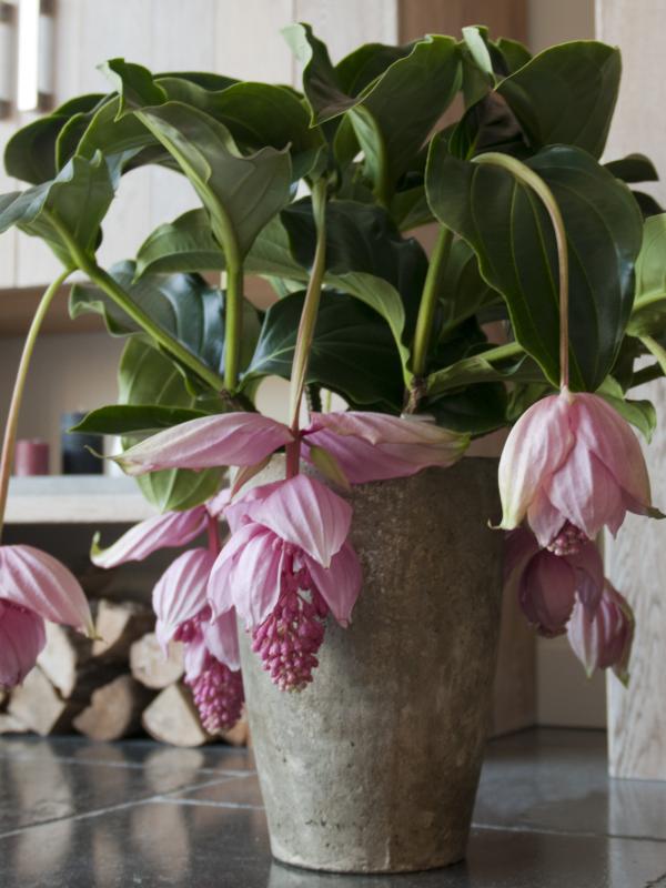 Medinilla Medinilla-mooiwatplantendoen