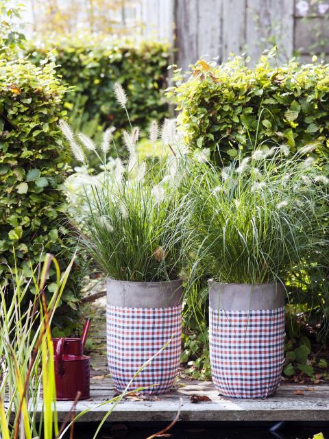 borstelveergras | pennisetum | tuinplant herfst