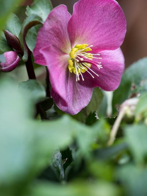 Helleborus | kerstroos | tuinplant | winterbloeier