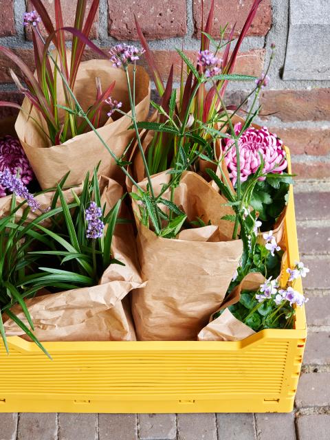 tuinplanten perkplanten