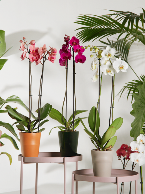orchideeen actie hoogvliet
