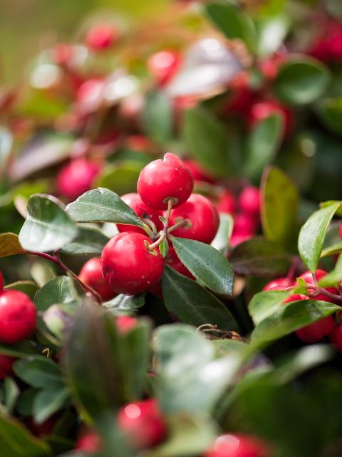 bergthee winterplant | mooiwatplantendoen