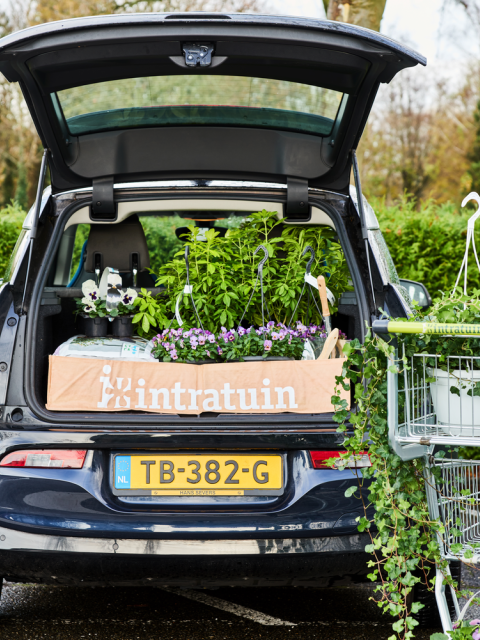 lenteliefde weekend intratuin | mooiwatplantendoen